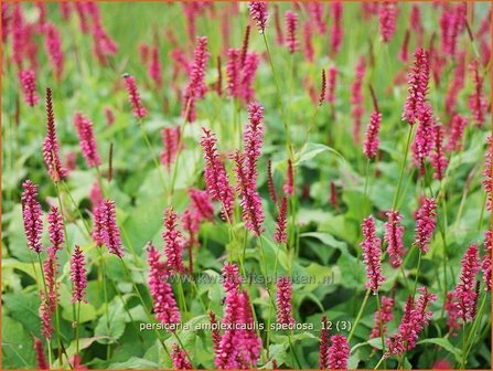 Persicaria amplexicaulis &#039;Speciosa&#039; | Duizendknoop, Adderwortel
