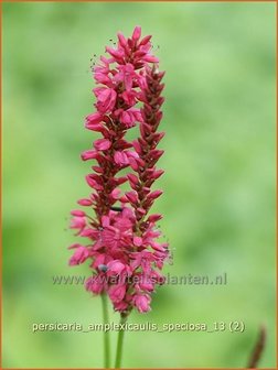 Persicaria amplexicaulis &#039;Speciosa&#039; | Duizendknoop, Adderwortel