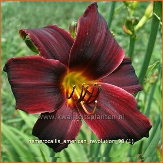 Hemerocallis 'American Revolution' | Daglelie