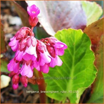 Bergenia 'Bressingham Ruby' | Schoenlappersplant, Olifantsoren