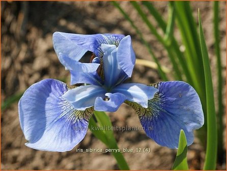 Iris sibirica &#039;Perry&#039;s Blue&#039; | Siberische lis, Lis, Iris | Sibirische Schwertlilie | Siberian Iris