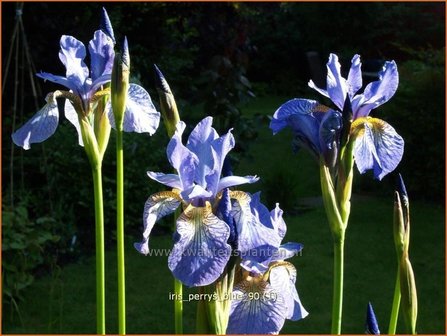 Iris sibirica &#039;Perry&#039;s Blue&#039; | Siberische lis, Lis, Iris | Sibirische Schwertlilie | Siberian Iris