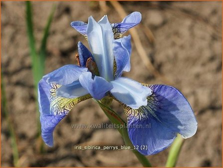 Iris sibirica &#039;Perry&#039;s Blue&#039; | Siberische lis, Lis, Iris | Sibirische Schwertlilie | Siberian Iris