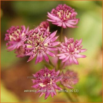 Astrantia major 'Ruby Wedding' | Zeeuws knoopje