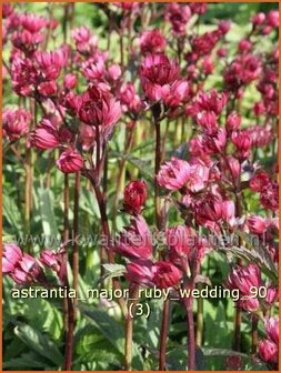 Astrantia major 'Ruby Wedding' | Zeeuws knoopje