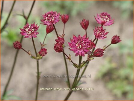 Astrantia major 'Ruby Wedding' | Zeeuws knoopje