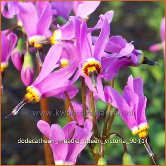 Dodecatheon meadia &#039;Queen Victoria&#039; | Twaalfgodenkruid