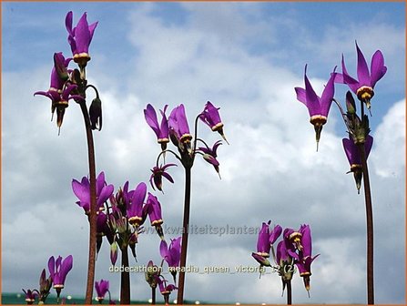 Dodecatheon meadia &#039;Queen Victoria&#039; | Twaalfgodenkruid