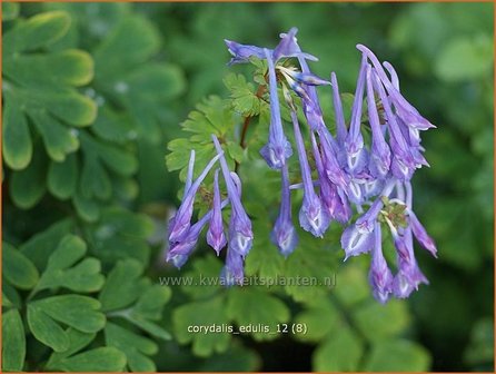 Corydalis edulis | Helmbloem