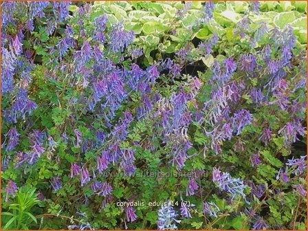Corydalis edulis | Helmbloem