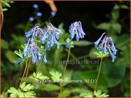 Corydalis elata &#039;Spinners&#039; | Helmbloem | Hoher Lerchensporn