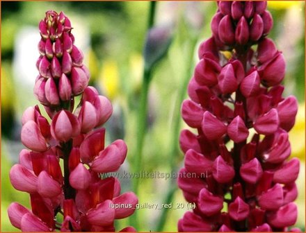 Lupinus &amp;#39;Gallery Red&amp;#39; | Lupine | Lupine