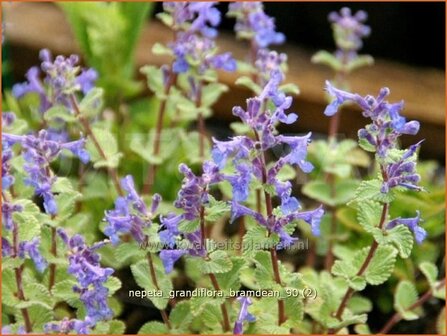 Nepeta grandiflora 'Bramdean' | Kattekruid, Kattenkruid