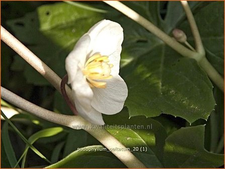 Podophyllum peltatum | Voetblad, Indische alruinwortel, Meiappel | Fu&szlig;blatt