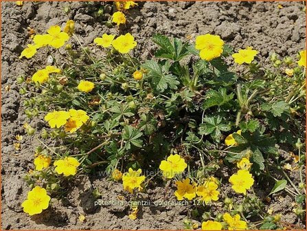 Potentilla crantzii &#039;Goldrausch&#039; | Ganzerik | Zottiges Fingerkraut