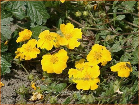 Potentilla crantzii &#039;Goldrausch&#039; | Ganzerik | Zottiges Fingerkraut