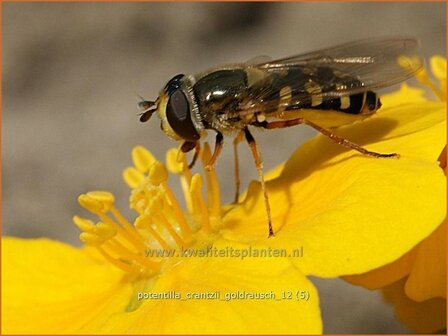 Potentilla crantzii &#039;Goldrausch&#039; | Ganzerik | Zottiges Fingerkraut