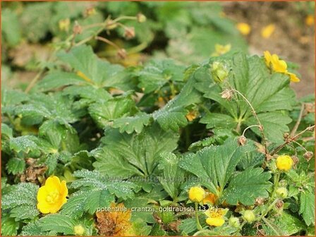 Potentilla crantzii &#039;Goldrausch&#039; | Ganzerik | Zottiges Fingerkraut