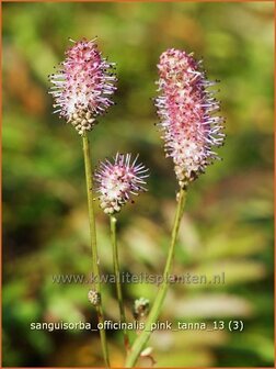 Sanguisorba officinalis &#039;Pink Tanna&#039; | Pimpernel, Sorbenkruid