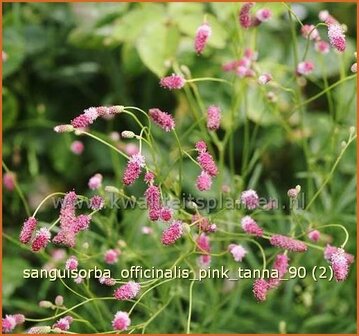 Sanguisorba officinalis &#039;Pink Tanna&#039; | Pimpernel, Sorbenkruid