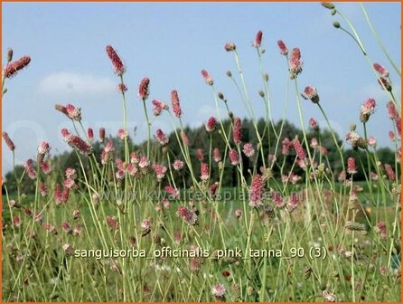 Sanguisorba officinalis &#039;Pink Tanna&#039; | Pimpernel, Sorbenkruid