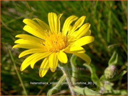 Heterotheca villosa 'Golden Sunshine' | Prairie-aster