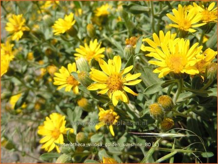 Heterotheca villosa 'Golden Sunshine' | Prairie-aster
