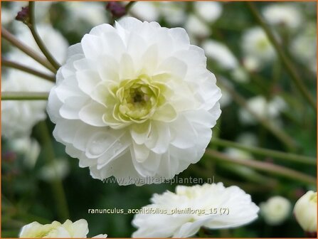 Ranunculus aconitifolius &#039;Pleniflorus&#039; | Witte boterbloem, Boterbloem