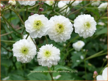 Ranunculus aconitifolius &#039;Pleniflorus&#039; | Witte boterbloem, Boterbloem
