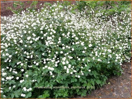 Ranunculus aconitifolius &#039;Pleniflorus&#039; | Witte boterbloem, Boterbloem