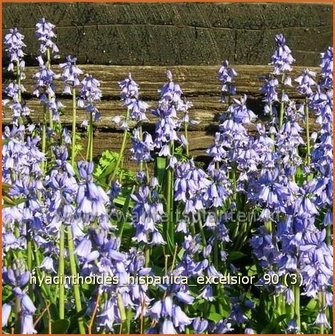 Hyacinthoides hispanica &#039;Excelsior&#039; | Spaanse boshyacint