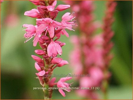 Persicaria amplexicaulis &#039;Summer Dance&#039; | Duizendknoop, Adderwortel