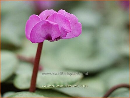 Cyclamen coum 'Silver Leaf' | Rondbladige cyclaam, Cyclaam, Alpenviooltje, Tuincyclaam | Fr&uuml;hlings-Alpenveilchen