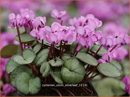 Cyclamen coum 'Silver Leaf' | Rondbladige cyclaam, Cyclaam, Alpenviooltje, Tuincyclaam | Fr&uuml;hlings-Alpenveilchen