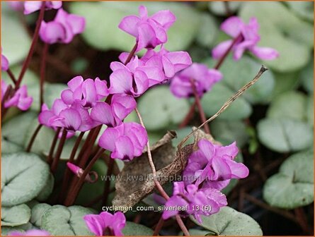Cyclamen coum 'Silver Leaf' | Rondbladige cyclaam, Cyclaam, Alpenviooltje, Tuincyclaam | Fr&uuml;hlings-Alpenveilchen