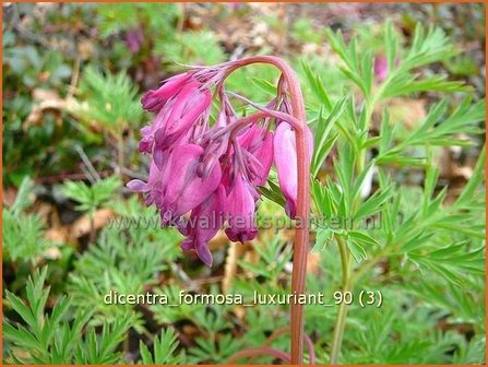 Dicentra formosa &#039;Luxuriant&#039; | Gebroken hartje, Tranend hartje