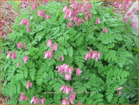 Dicentra formosa &#039;Luxuriant&#039; | Gebroken hartje, Tranend hartje