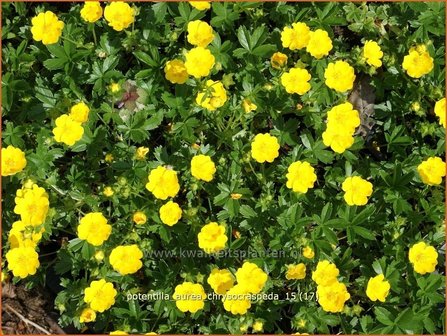Potentilla aurea chrysocraspeda | Ganzerik, Vijfvingerkruid