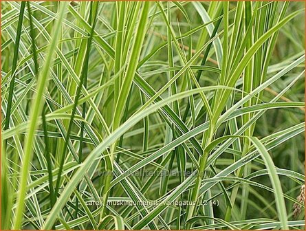 Carex muskingumensis &#039;Variegatus&#039; | Palmzegge