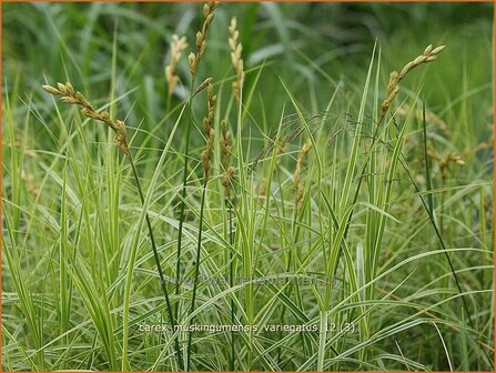 Carex muskingumensis &#039;Variegatus&#039; | Palmzegge