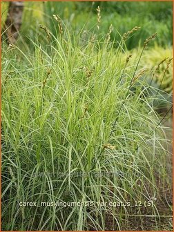 Carex muskingumensis &#039;Variegatus&#039; | Palmzegge