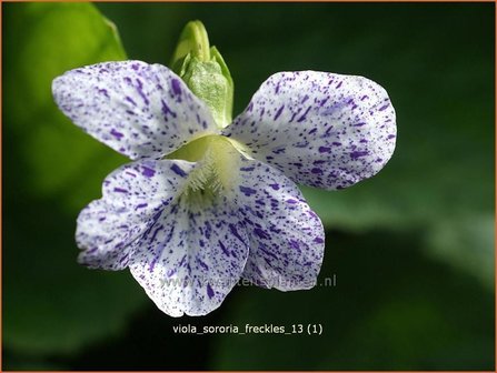 Viola sororia &#039;Freckles&#039; | Viooltje
