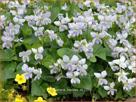 Viola sororia &#039;Freckles&#039; | Viooltje