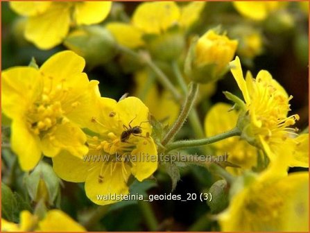 Waldsteinia geoides | Gele aardbei, Goudaardbei