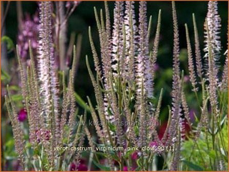 Veronicastrum virginicum &amp;#39;Pink Glow&amp;#39; | Virginische ereprijs, Zwarte ereprijs, Naaldereprijs | Kandelaberehrenpr