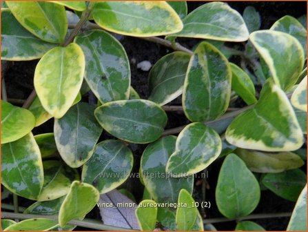 Vinca minor &#039;Aureovariegata&#039; | Kleine maagdenpalm