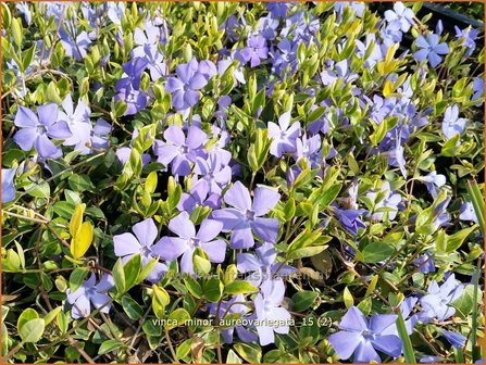 Vinca minor &#039;Aureovariegata&#039; | Kleine maagdenpalm, Maagdenpalm