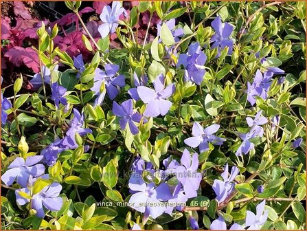 Vinca minor &#039;Aureovariegata&#039; | Kleine maagdenpalm, Maagdenpalm