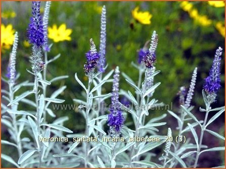 Veronica spicata incana &#039;Silbersee&#039; | Aarereprijs, Ereprijs