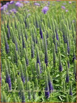 Veronica spicata &#039;Ulster Blue Dwarf&#039; | Aarereprijs, EreprijsVeronica spicata &#039;Ulster Blue Dwarf&#039; | 